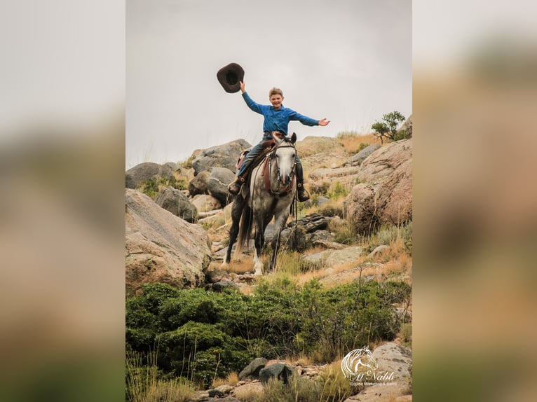 Quarterhäst Valack 6 år 157 cm Grå in Cody