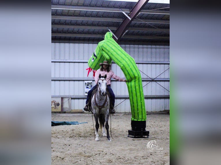 Quarterhäst Valack 6 år 157 cm Grå in Cody