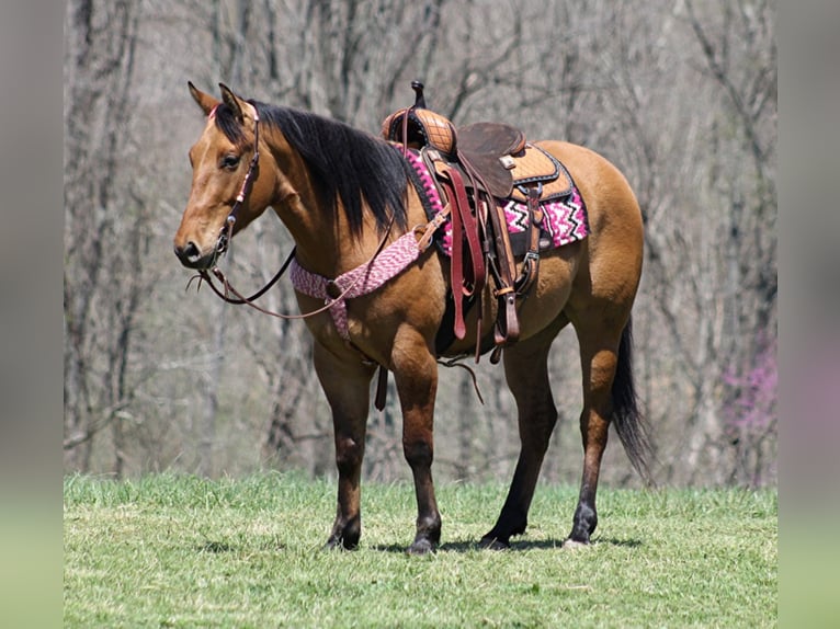 Quarterhäst Valack 6 år 157 cm Gulbrun in Mount Vernon KY