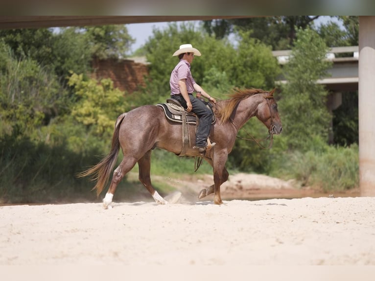 Quarterhäst Valack 6 år 157 cm Rödskimmel in Waco, TX
