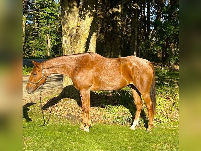 Quarterhäst Valack 6 år 157 cm Rödskimmel in Northfield, MA