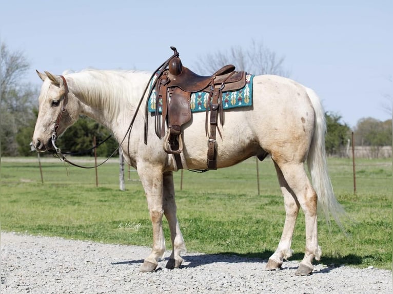 Quarterhäst Valack 6 år 163 cm Palomino in Ravenna, TX