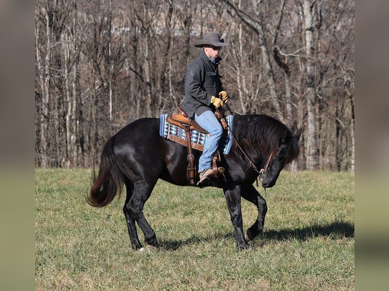 Quarterhäst Valack 6 år 163 cm Svart in Mount Vernon