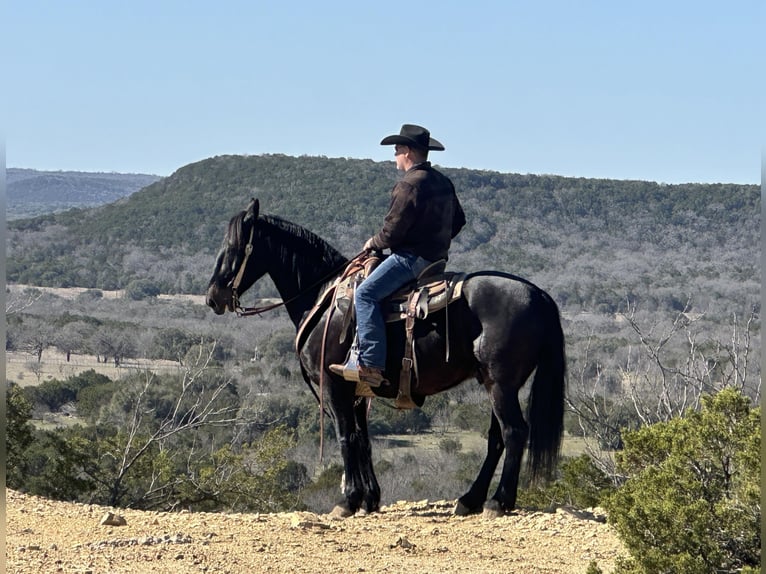 Quarterhäst Valack 6 år 163 cm Svart in Jacksboro TX