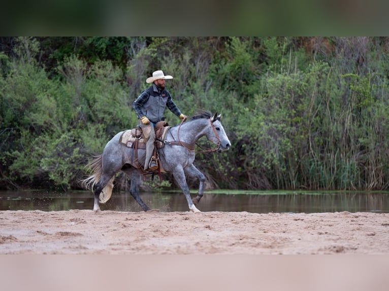 Quarterhäst Valack 6 år Grå in Canyon, TX