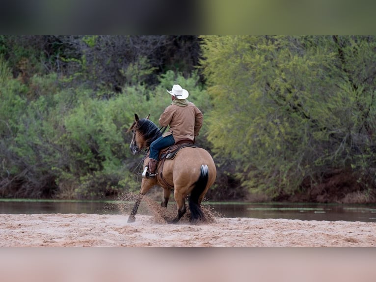 Quarterhäst Valack 6 år Gulbrun in Canyon, TX