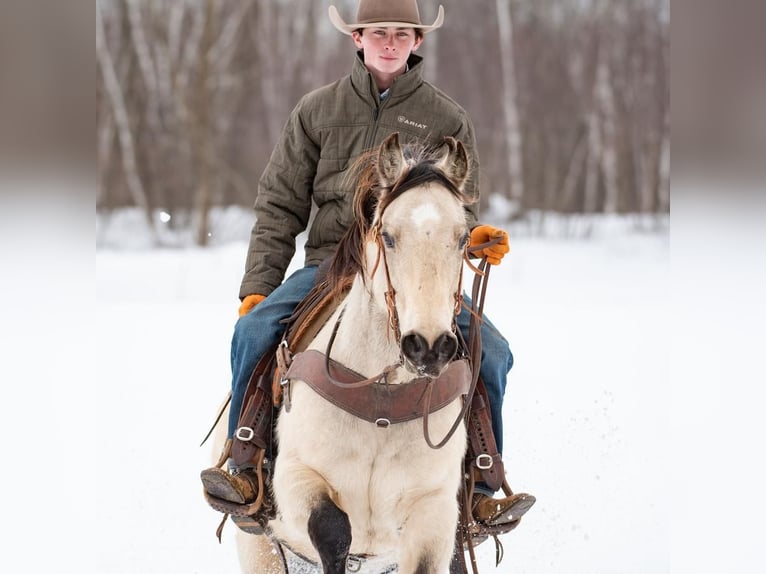 Quarterhäst Valack 6 år Gulbrun in Clayton, WI