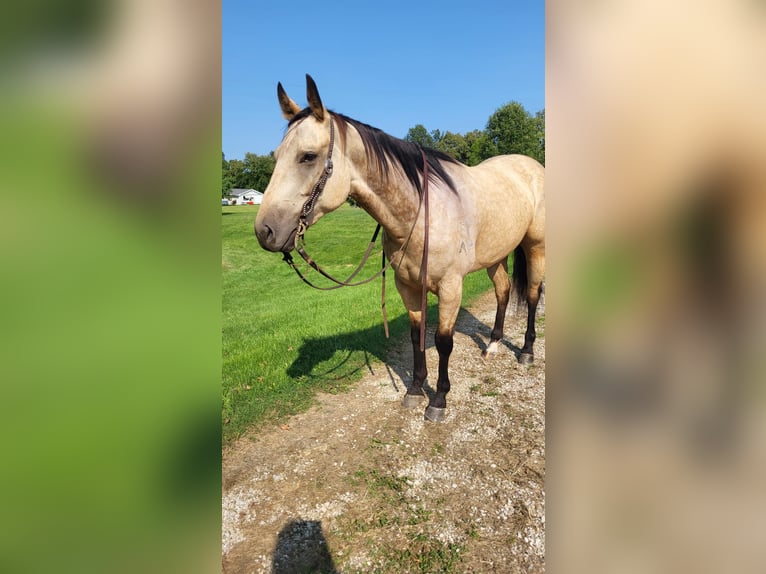 Quarterhäst Valack 6 år Gulbrun in Robards, KY