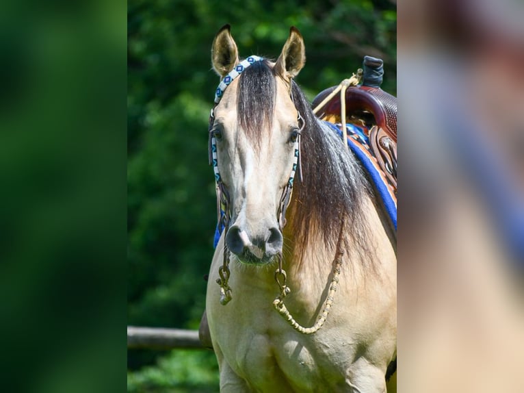 Quarterhäst Valack 6 år Gulbrun in Sedalia, MO