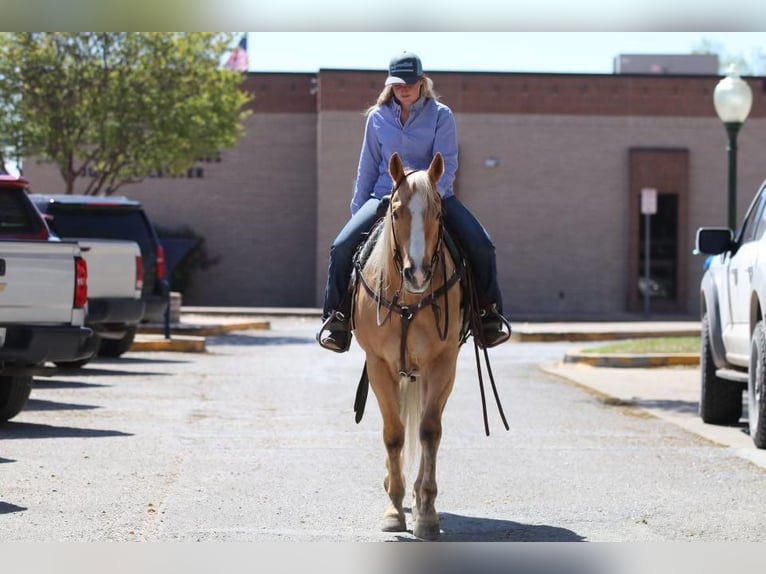 Quarterhäst Valack 6 år Palomino in Joshua, TX