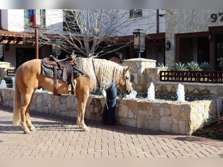 Quarterhäst Valack 6 år Palomino in Joshua, TX