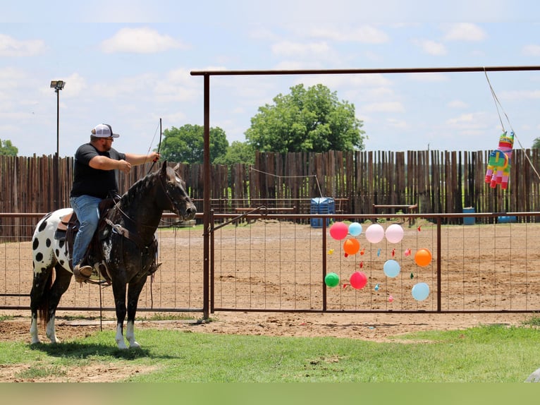 Quarterhäst Valack 6 år Svart in Morgan Mill TX