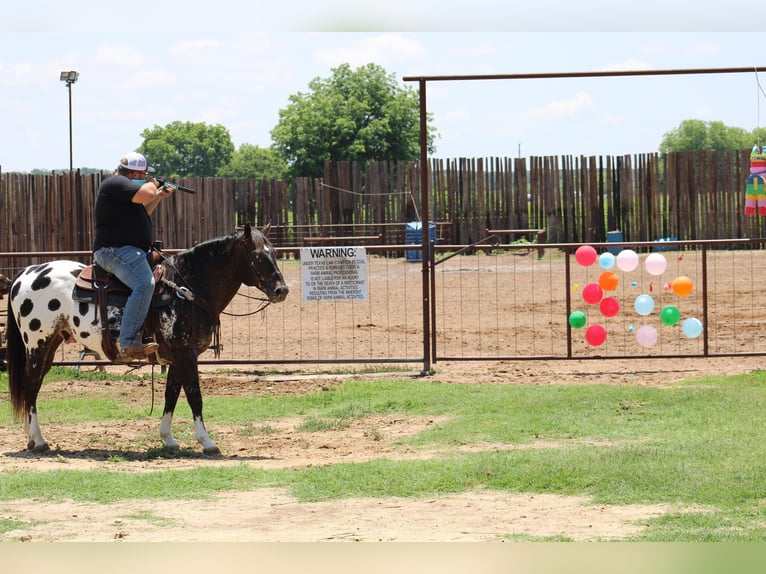 Quarterhäst Valack 6 år Svart in Morgan Mill TX