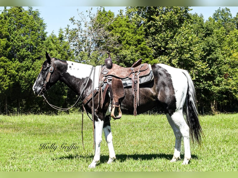 Quarterhäst Valack 6 år Tobiano-skäck-alla-färger in Greenville KY