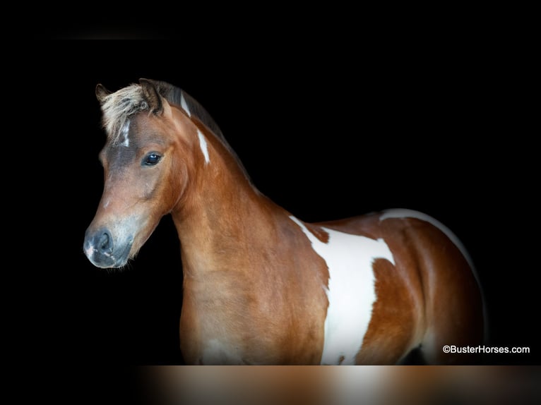 Quarterhäst Valack 7 år 109 cm Tobiano-skäck-alla-färger in Weatherford TX