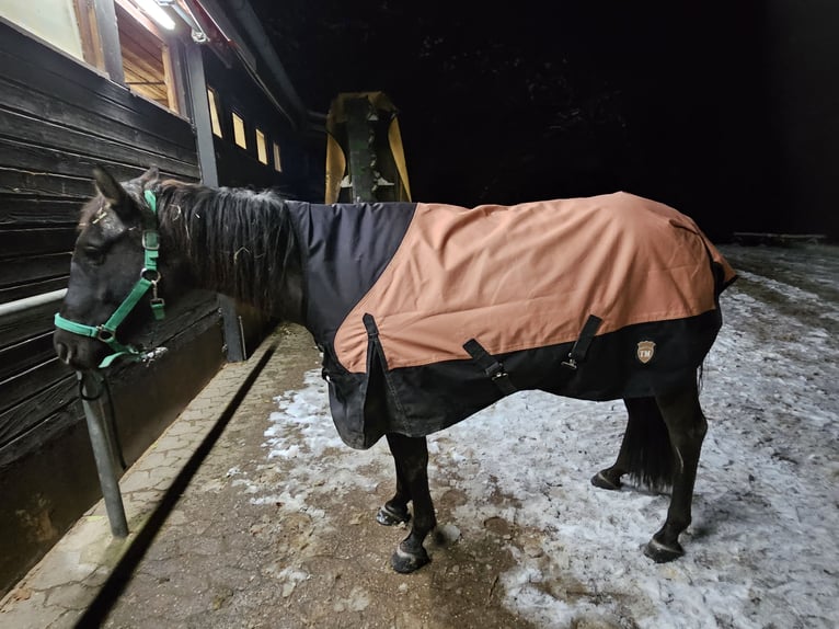 Quarterhäst Valack 7 år 140 cm Black in Roßtal