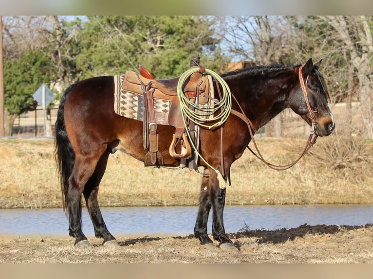 Quarterhäst Blandning Valack 7 år 142 cm Brun in Joshua, TX