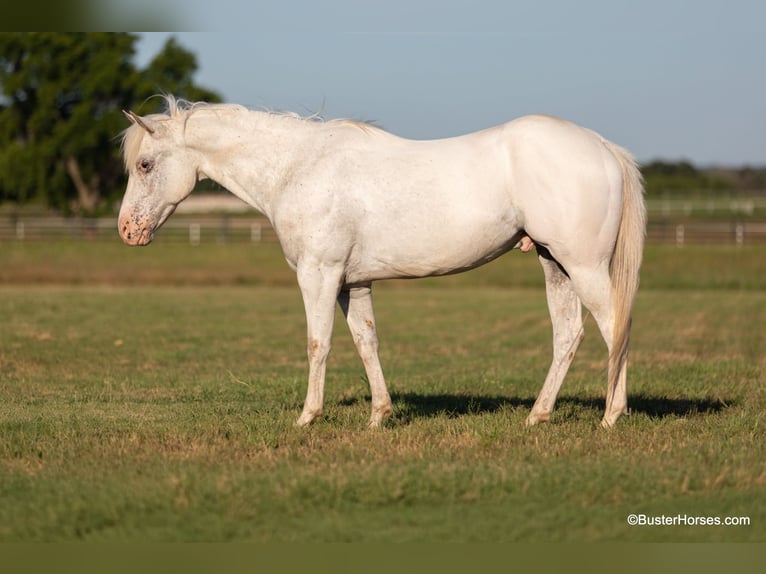 Quarterhäst Valack 7 år 142 cm Grå in Weatherford TX