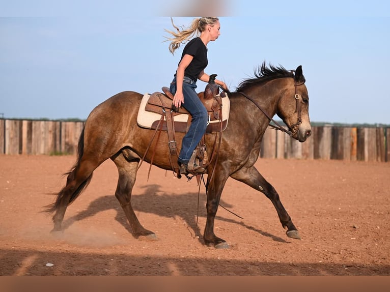 Quarterhäst Valack 7 år 142 cm Gulbrun in Waco, TX