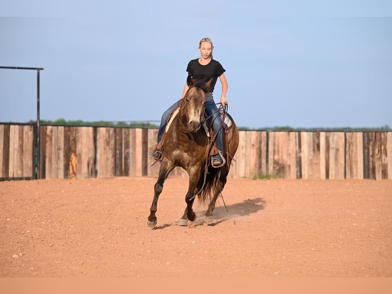 Quarterhäst Valack 7 år 142 cm Gulbrun in Waco, TX