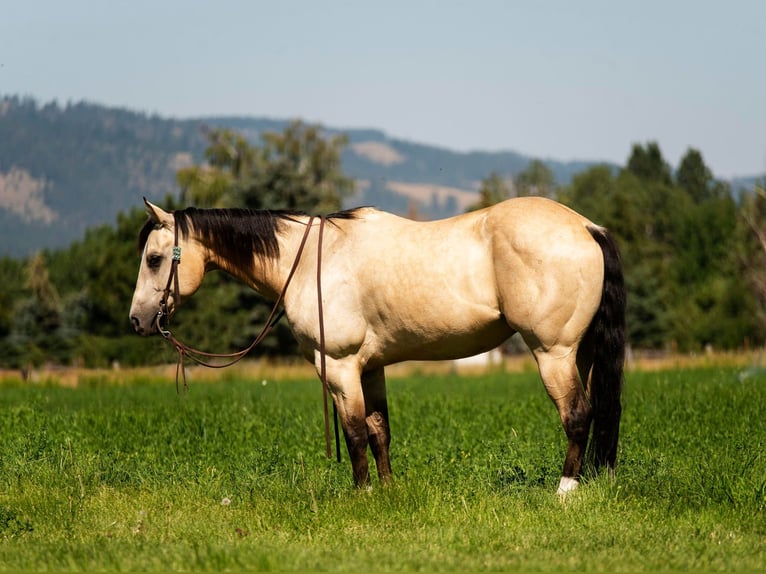 Quarterhäst Valack 7 år 145 cm Gulbrun in Wickenburg AZ
