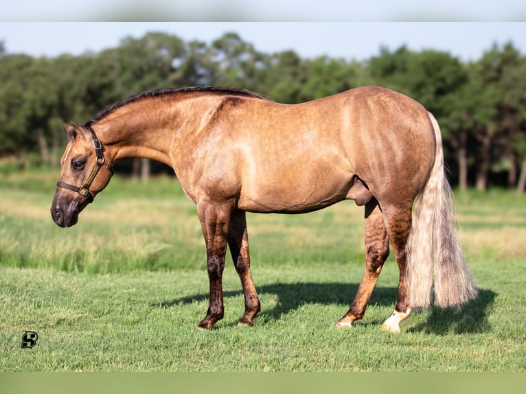 Quarterhäst Valack 7 år 147 cm Isabellblack in Whitesboro, TX