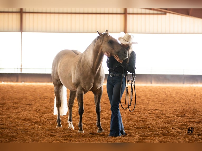 Quarterhäst Valack 7 år 147 cm Isabellblack in Whitesboro, TX