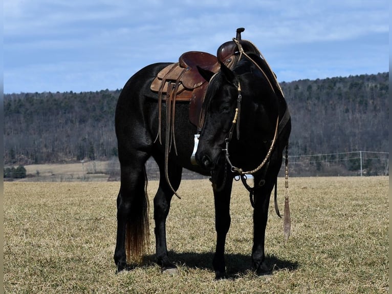 Quarterhäst Valack 7 år 147 cm Konstantskimmel in Rebersburg, PA