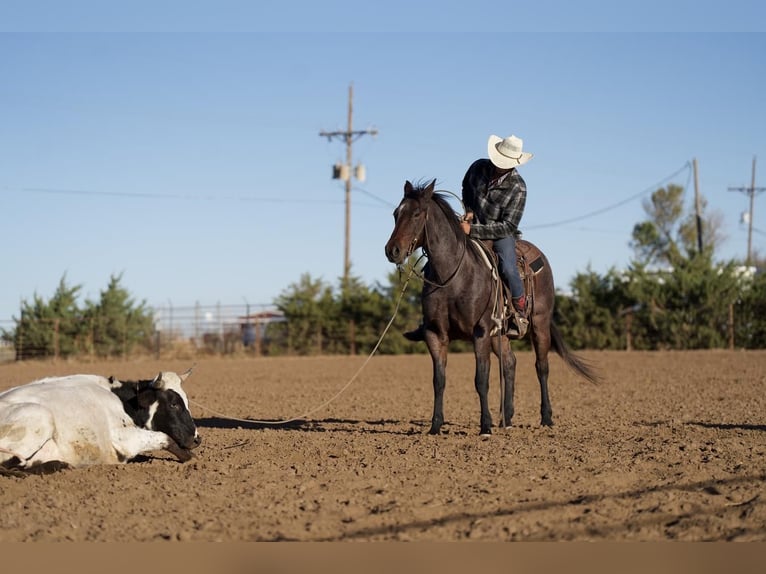 Quarterhäst Valack 7 år 150 cm Brunskimmel in Canyon, TX