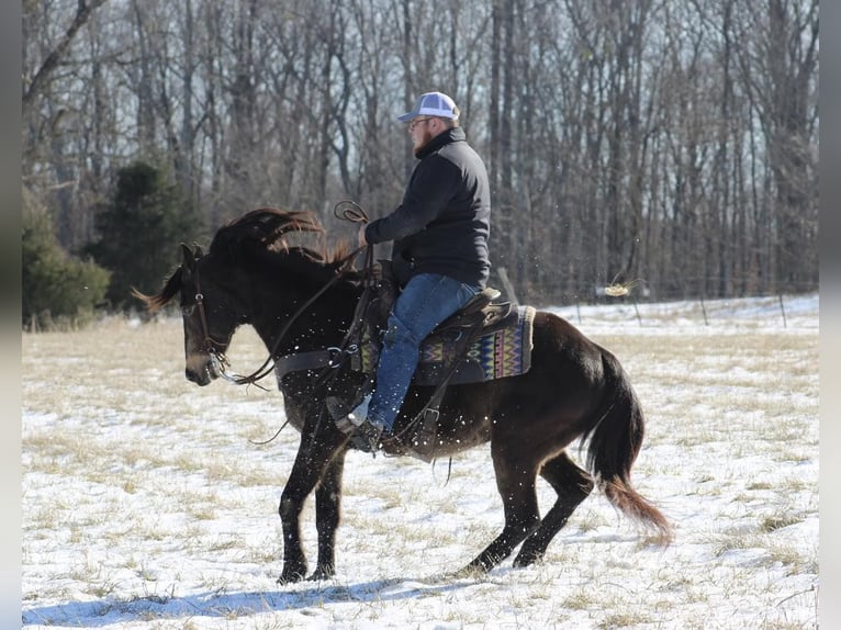 Quarterhäst Valack 7 år 150 cm Gulbrun in Tompkinsville KY
