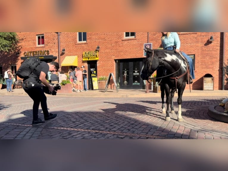 Quarterhäst Valack 7 år 150 cm Overo-skäck-alla-färger in Weatherford TX