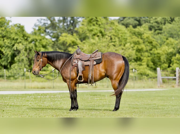Quarterhäst Valack 7 år 152 cm Brunskimmel in CANYON, TX