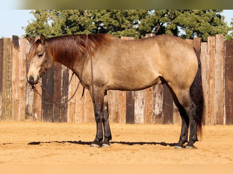 Quarterhäst Valack 7 år 152 cm Gulbrun in Stephenville, TX