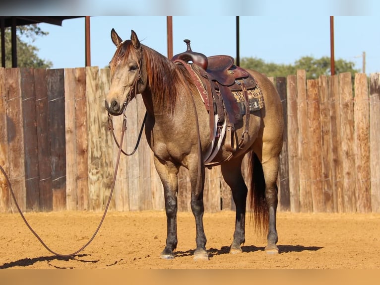 Quarterhäst Valack 7 år 152 cm Gulbrun in Stephenville, TX