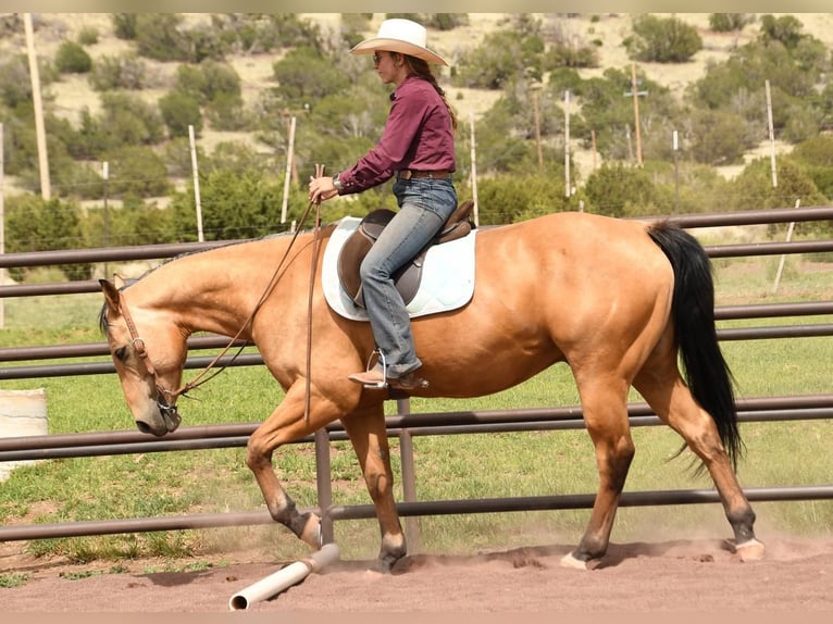 Quarterhäst Valack 7 år 152 cm Gulbrun in Flagstaff, AZ