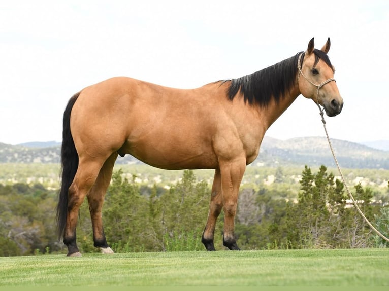 Quarterhäst Valack 7 år 152 cm Gulbrun in Flagstaff, AZ