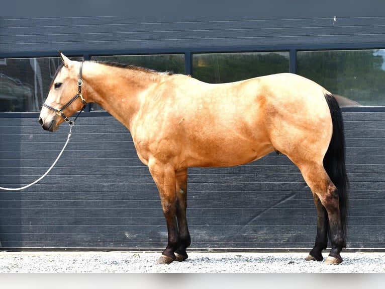 Quarterhäst Valack 7 år 152 cm Gulbrun in Rebersburg, PA