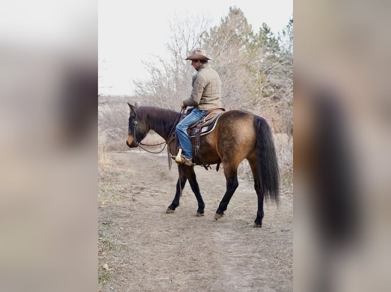 Quarterhäst Valack 7 år 152 cm Gulbrun in Valley Springs