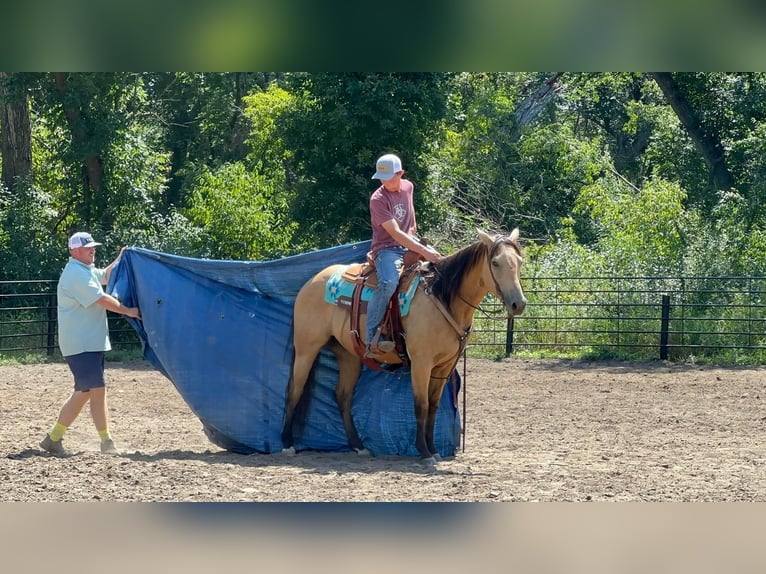 Quarterhäst Valack 7 år 152 cm Gulbrun in Valley Springs, SD