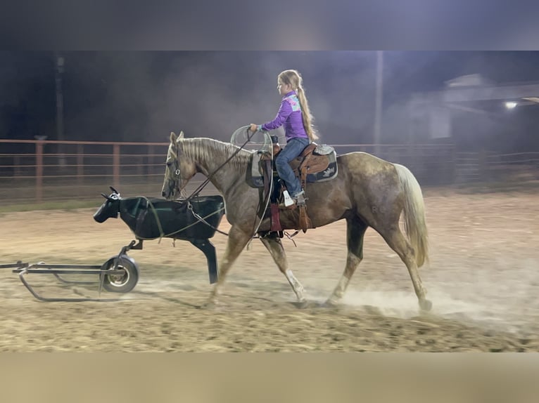 Quarterhäst Valack 7 år 152 cm Palomino in Bloomburg, TX