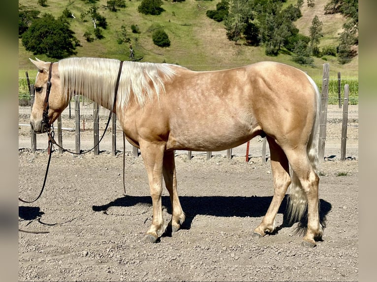 Quarterhäst Valack 7 år 152 cm Palomino in Paicines CA