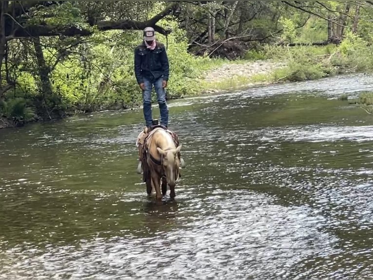 Quarterhäst Valack 7 år 152 cm Palomino in Paicines CA