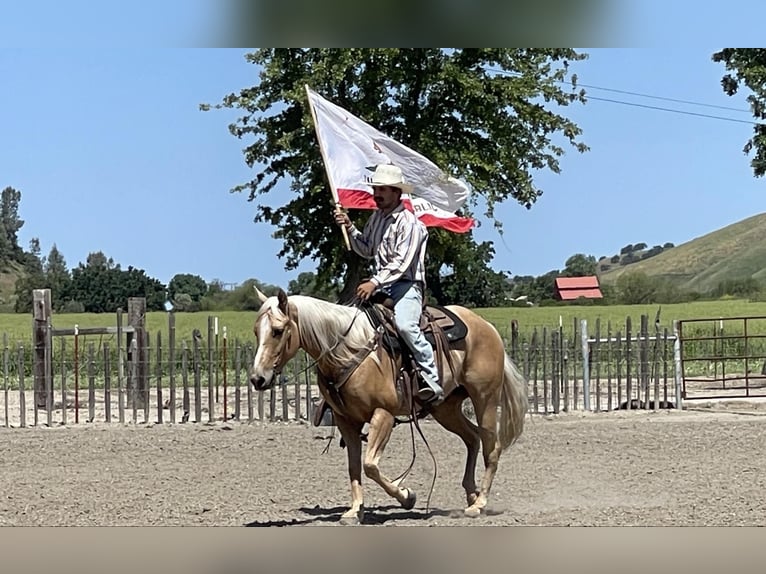 Quarterhäst Valack 7 år 152 cm Palomino in Paicines CA