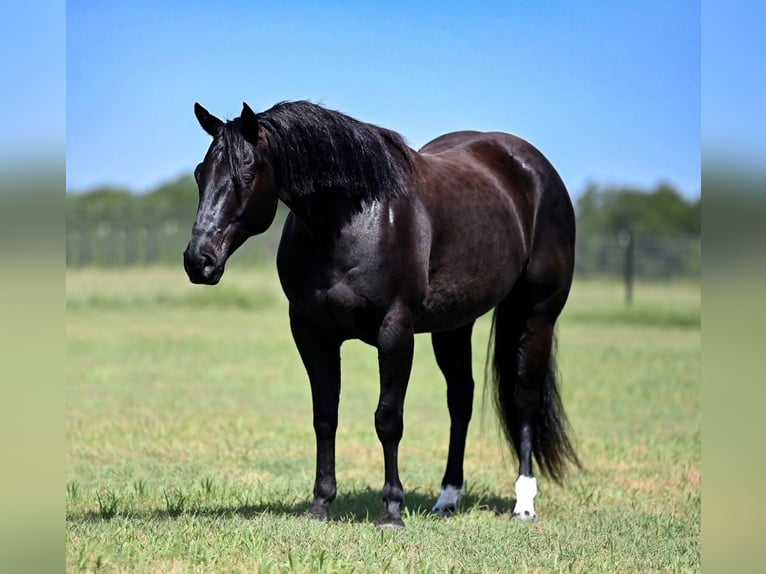 Quarterhäst Valack 7 år 152 cm Svart in Canyon, TX