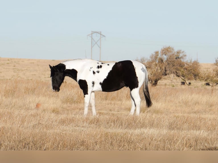 Quarterhäst Valack 7 år 152 cm Tobiano-skäck-alla-färger in Amarillo TX