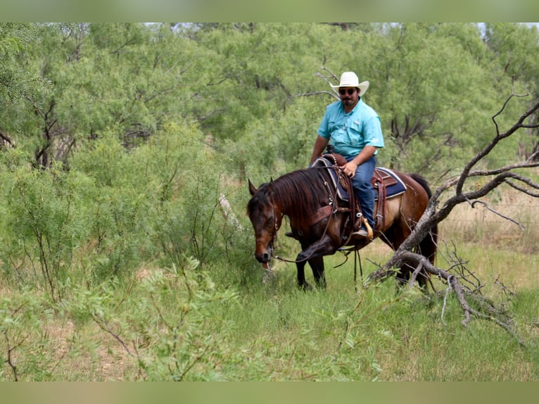 Quarterhäst Valack 7 år 155 cm Brun in Stephenville TX