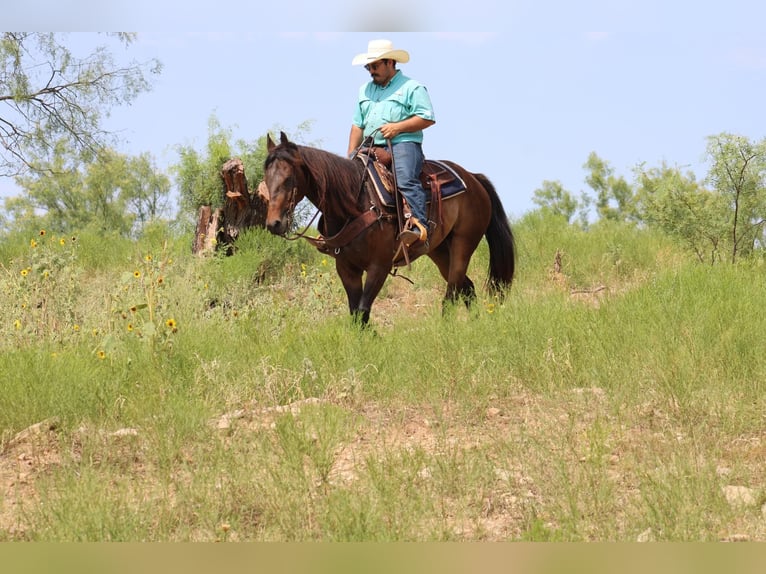 Quarterhäst Valack 7 år 155 cm Brun in Stephenville TX