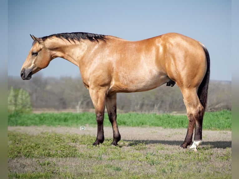 Quarterhäst Valack 7 år 157 cm Gulbrun in Addison