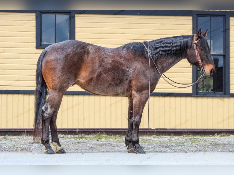 Quarterhäst Valack 7 år 157 cm Konstantskimmel in Clarion