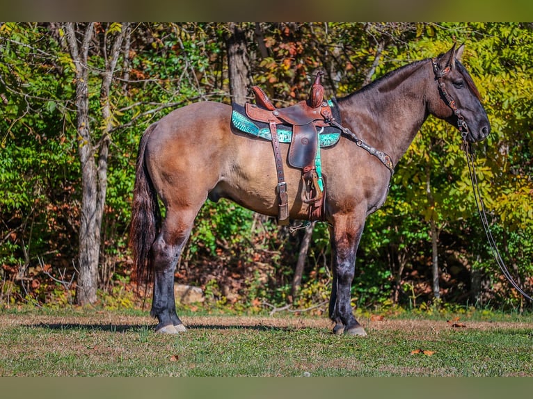 Quarterhäst Valack 7 år 163 cm Black in Flemingsburg Ky